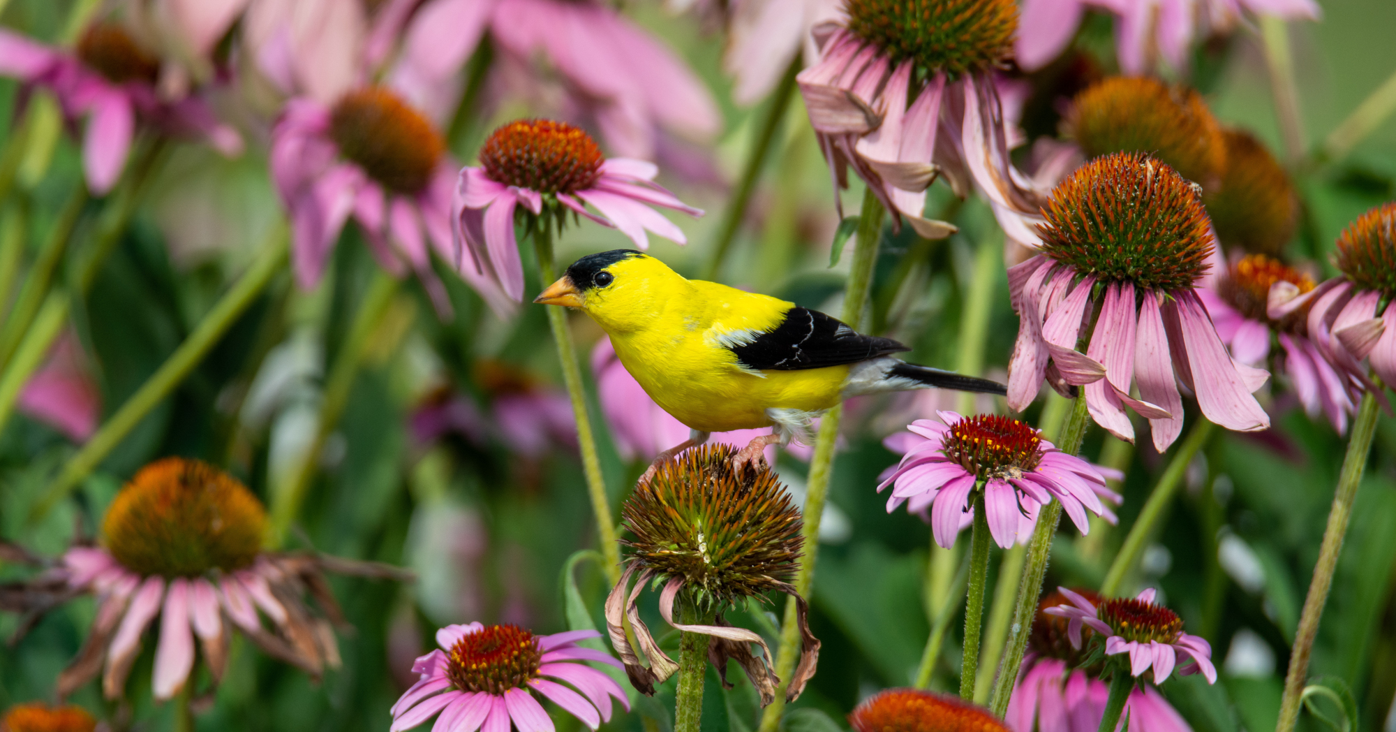 Adobe Stock Daniel G Haas coneflower purple yellow american goldfinch