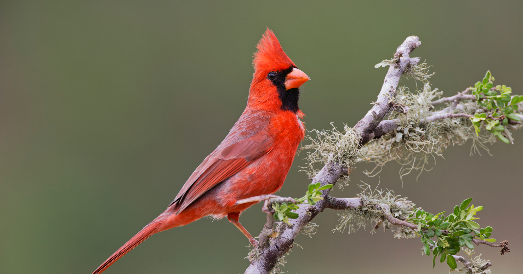 Adobe Stock Danita Delimont Male cardinal on branch with leaves bird