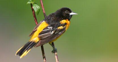 Adobe Stock Danita Delimont baltimore oriole icterus galbula male on branch yellow orange black bird