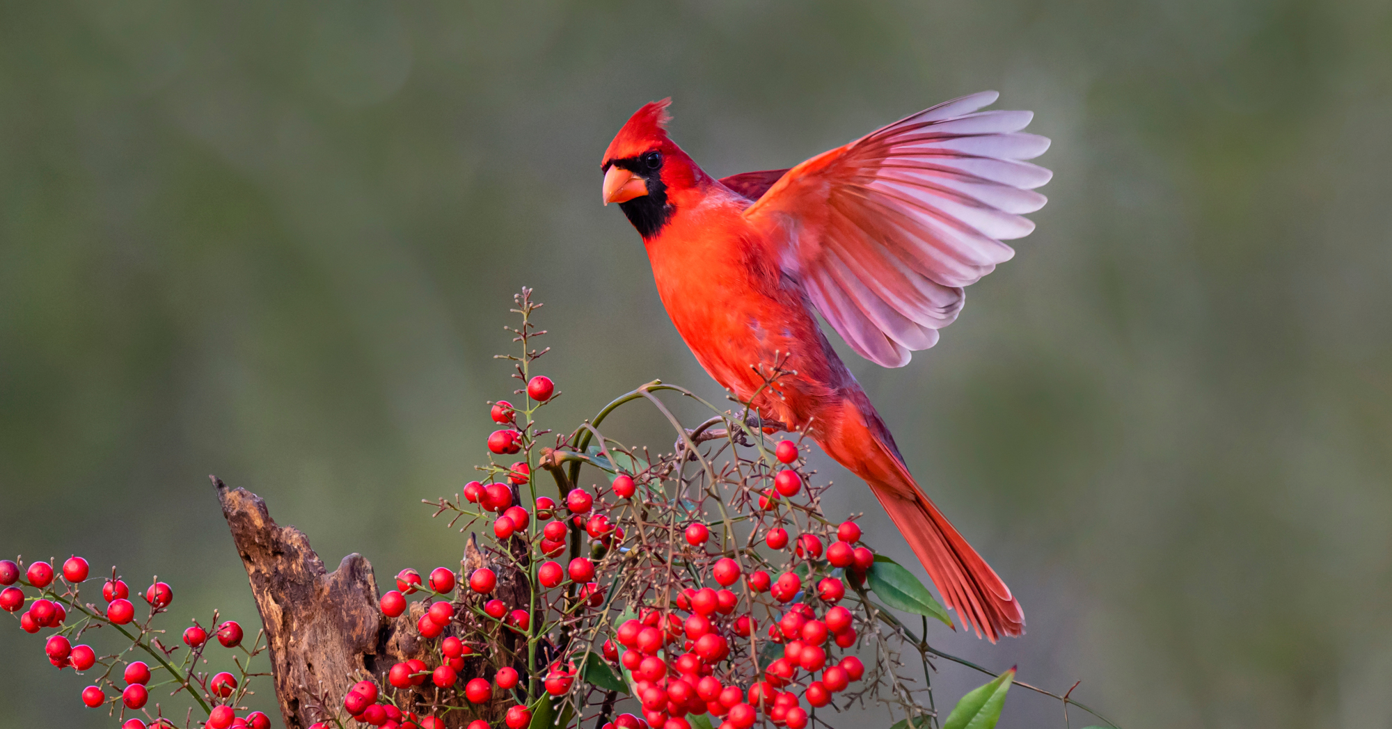 Adobe Stock Danita Delimont landing cardinal on berries branch bird