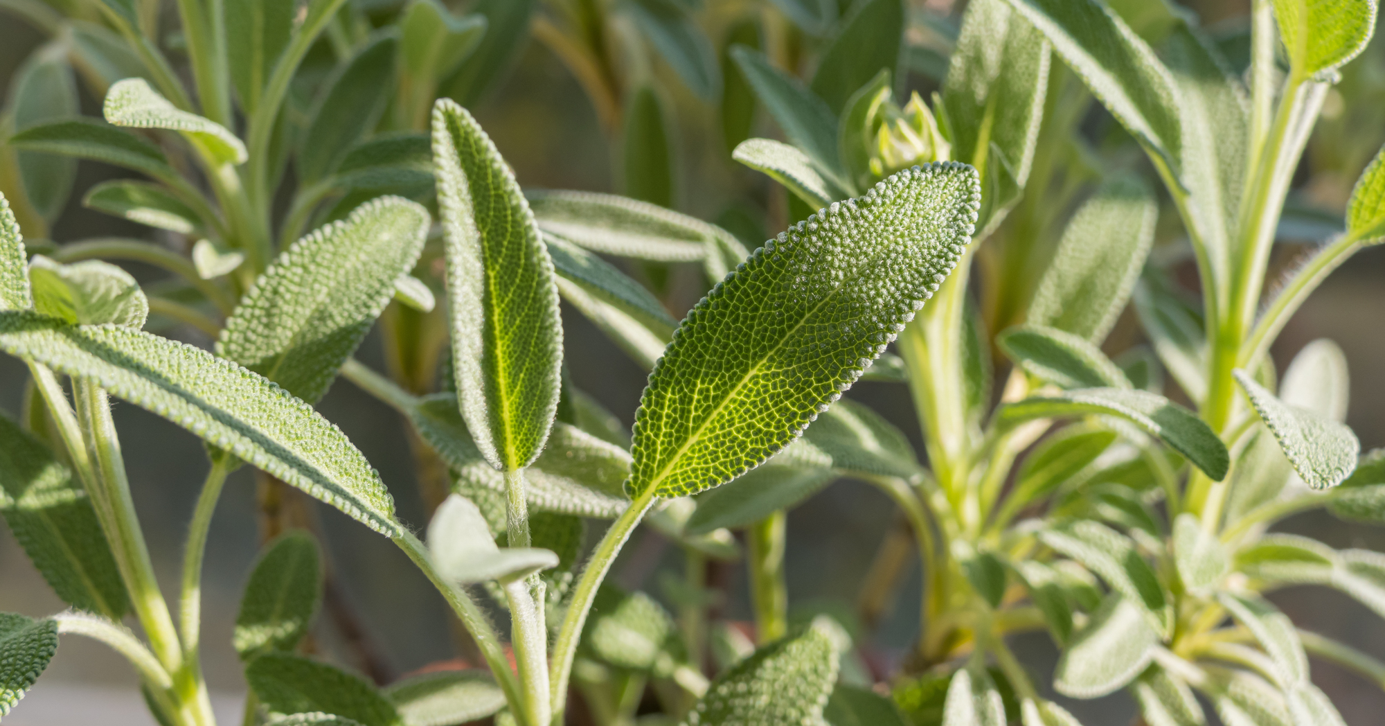 Adobe Stock David Jalda fresh sage leaves herbs