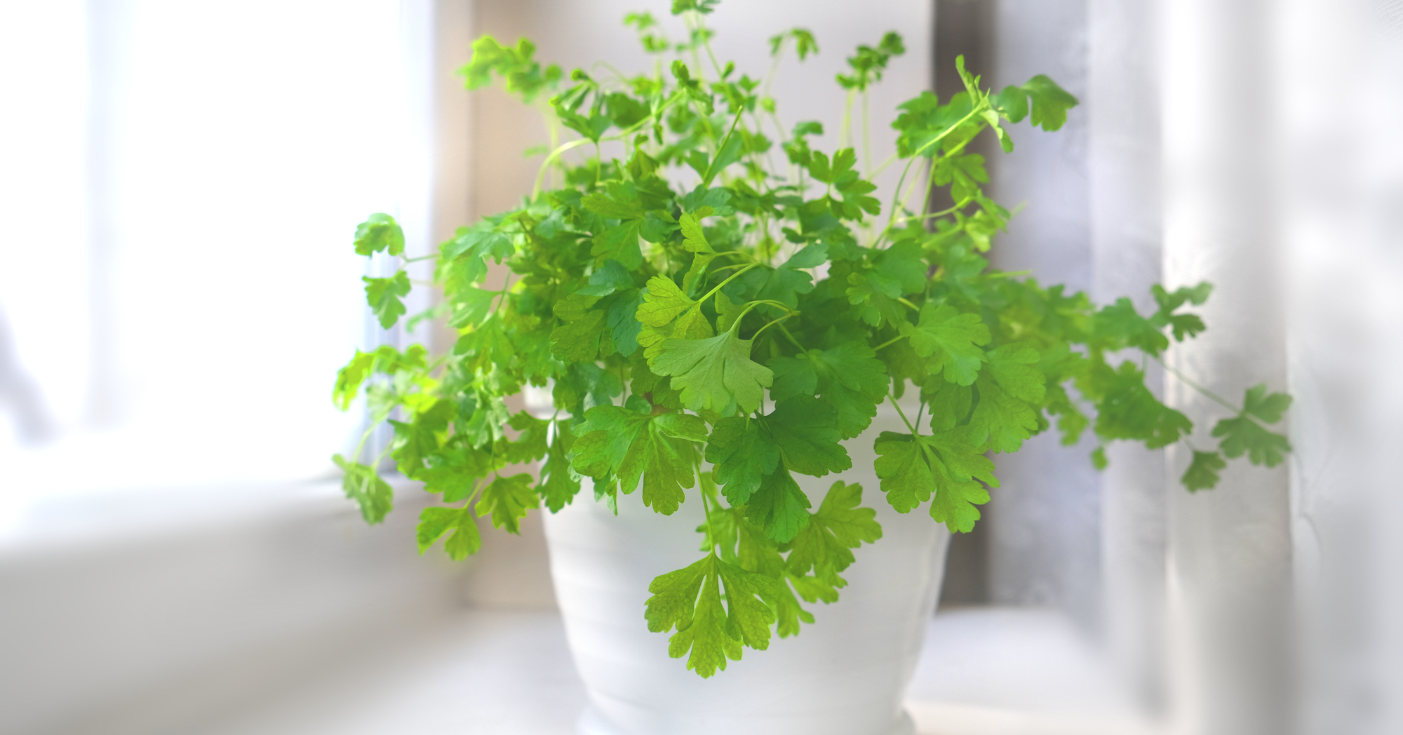 Adobe Stock Elena Emiliya white pot herb parsely windowsill