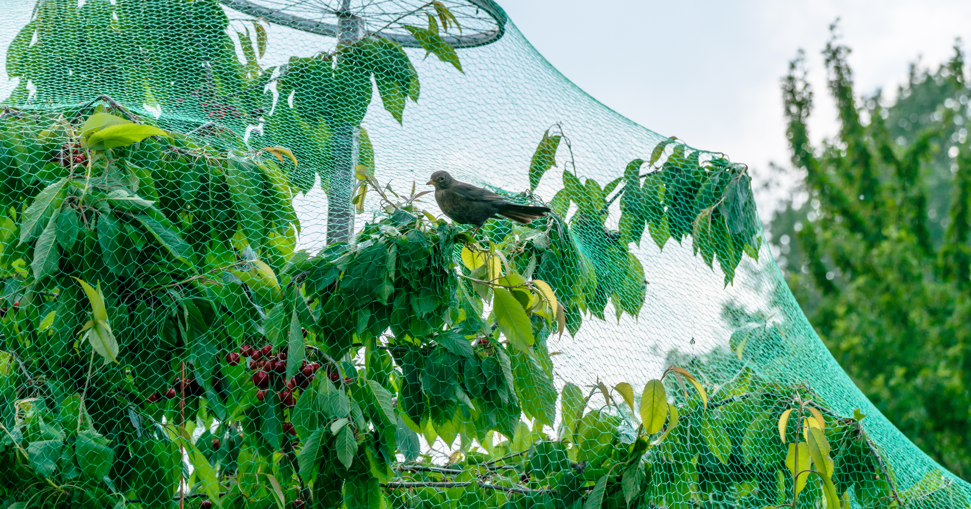 Adobe Stock Eplisterra fruit tree with bird protective net covering