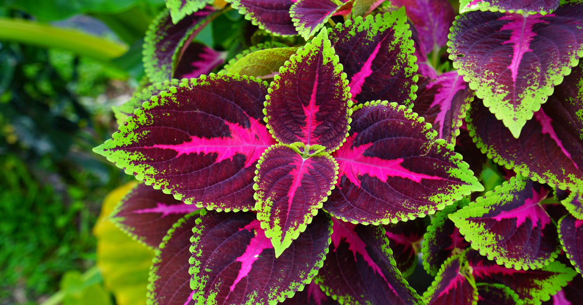 Adobe Stock Eqroy red green pink leaves coleus plant