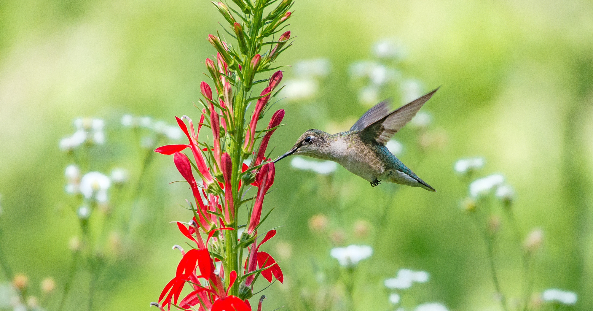 Adobe Stock Fidencio ruby throated hummingbird with red cardinal flower