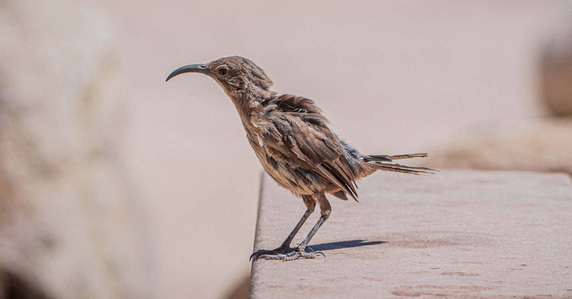 Adobe Stock Grace california thrasher long beak bird brown small