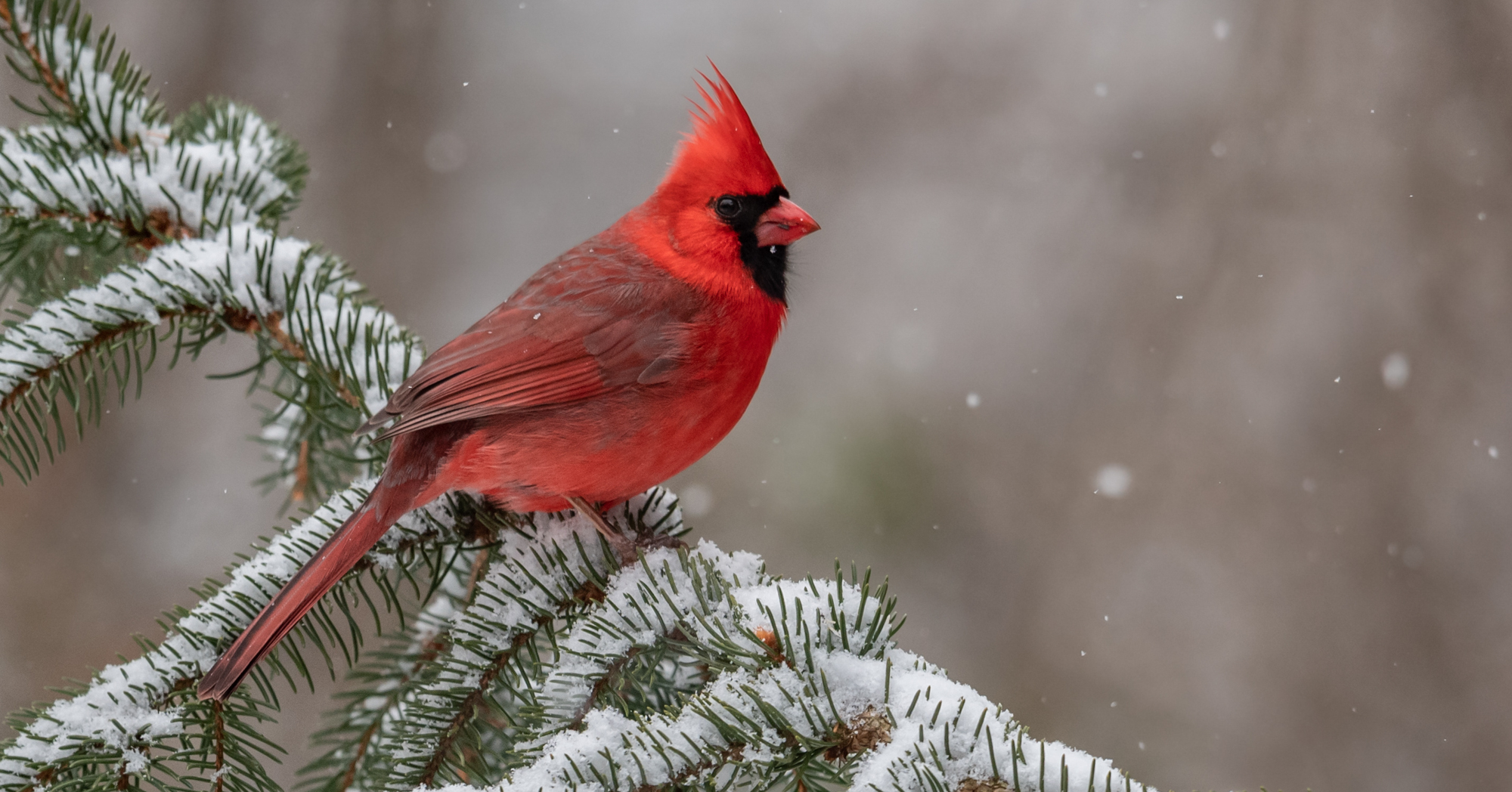 Adobe Stock Harry Collins male cardinal in snow on pine branch