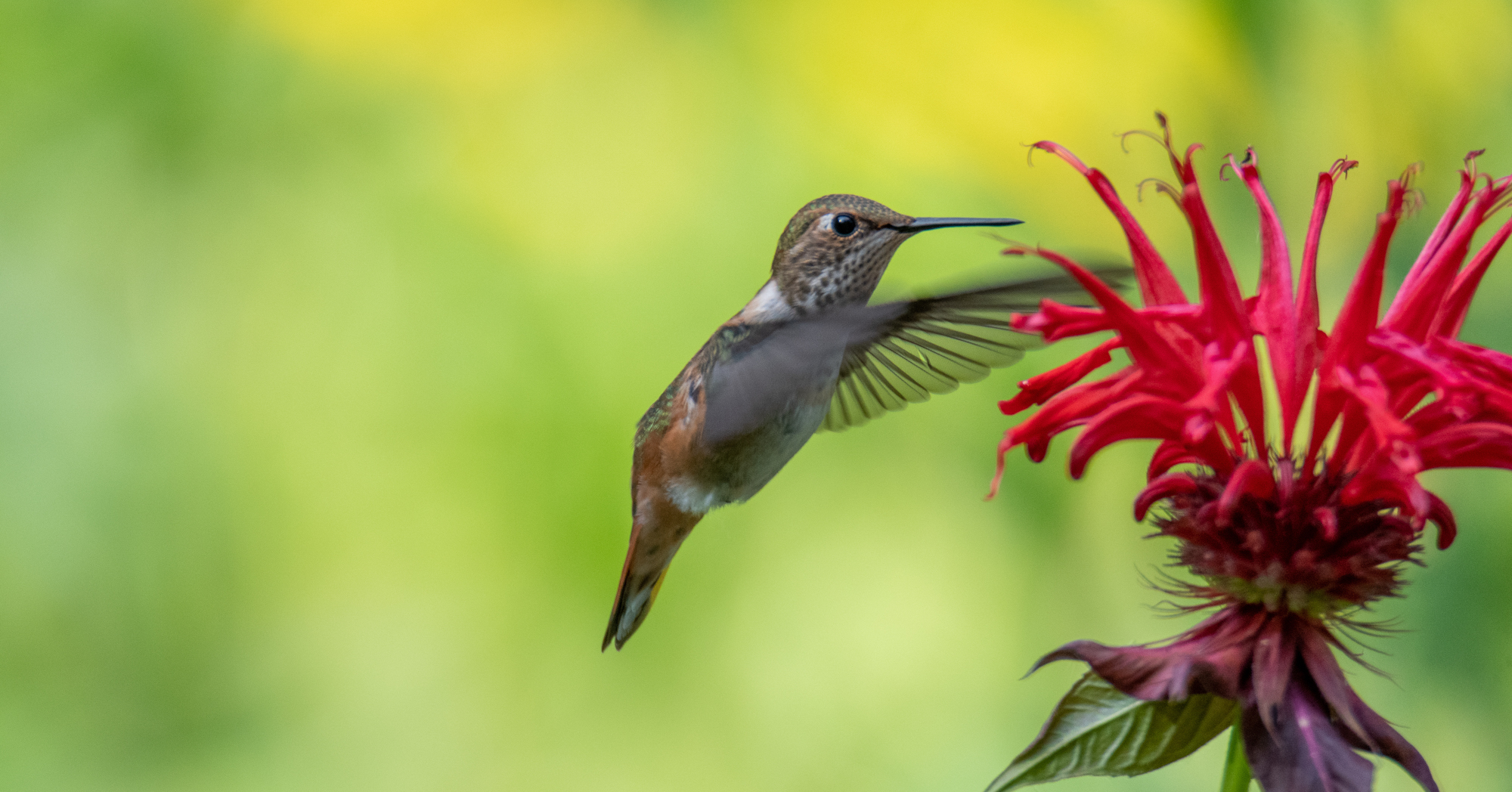 Adobe Stock Haseg77 rufous hummingbird drinking nectar from a bee balm plant