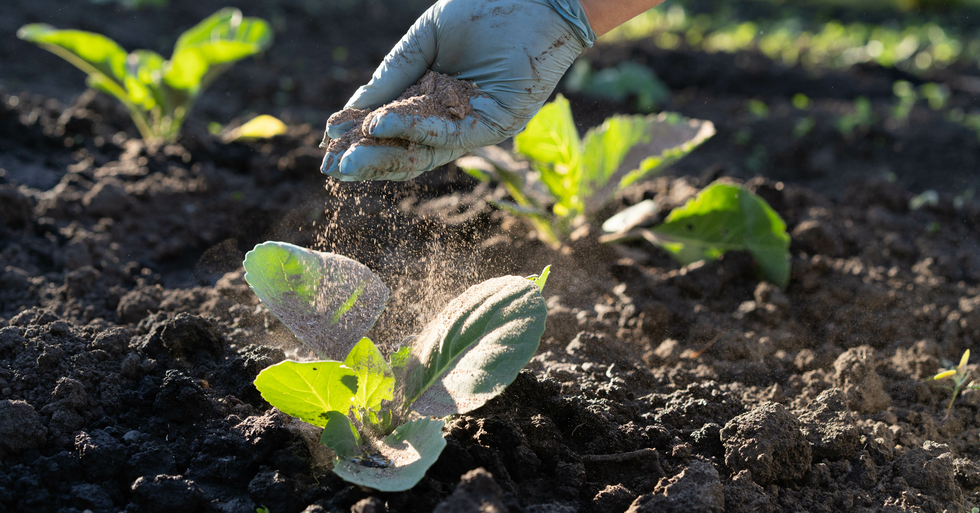 Adobe Stock Hope Uryupin woman sprinkling ash on vegetables in garden