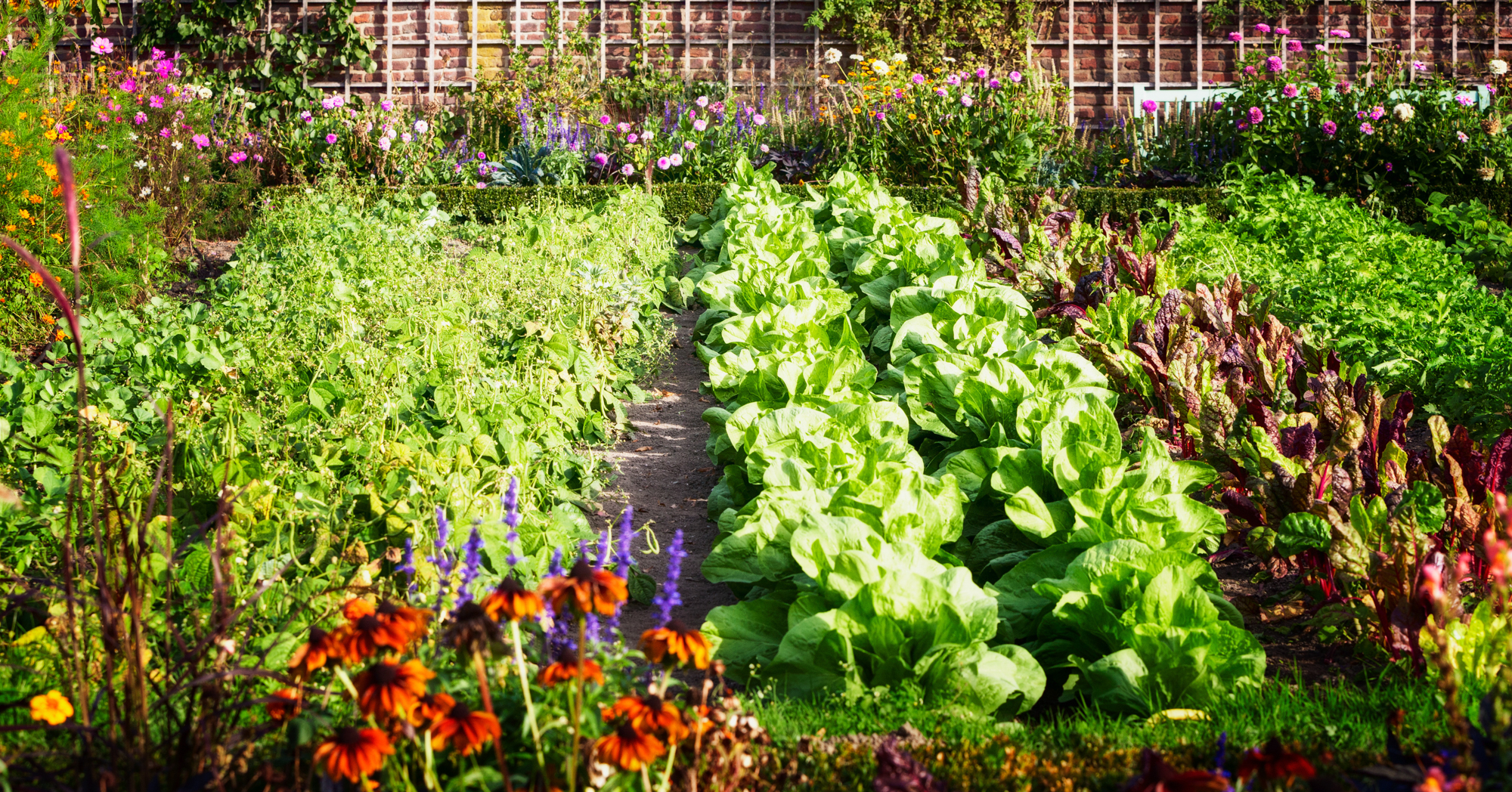 Adobe Stock IfiStudio vegetable garden rows lettuce flowers trellis