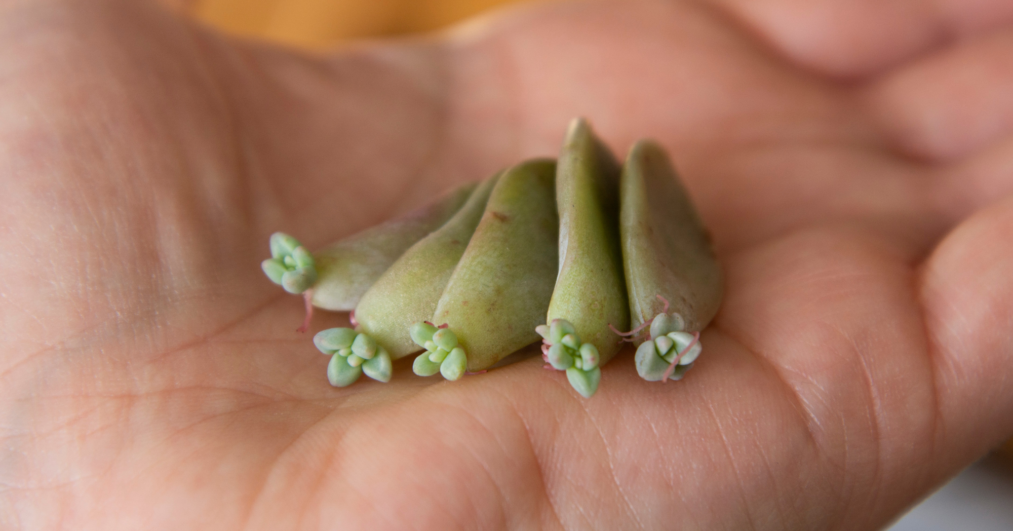 Adobe Stock Inga baby succulents growing from leaves propagation