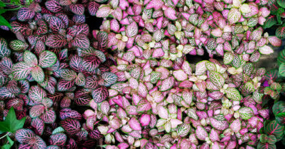 Adobe Stock Inna fittonia pink green purple plant leaves