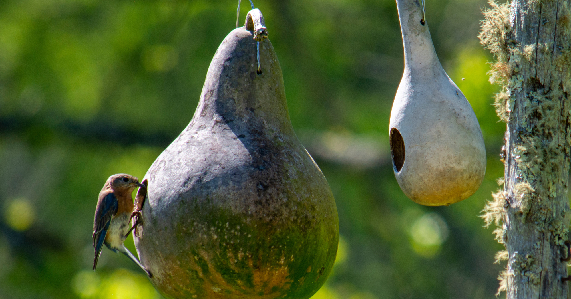 Adobe Stock J Omar Hansen gourd birdhouse with bird hanging outside unique