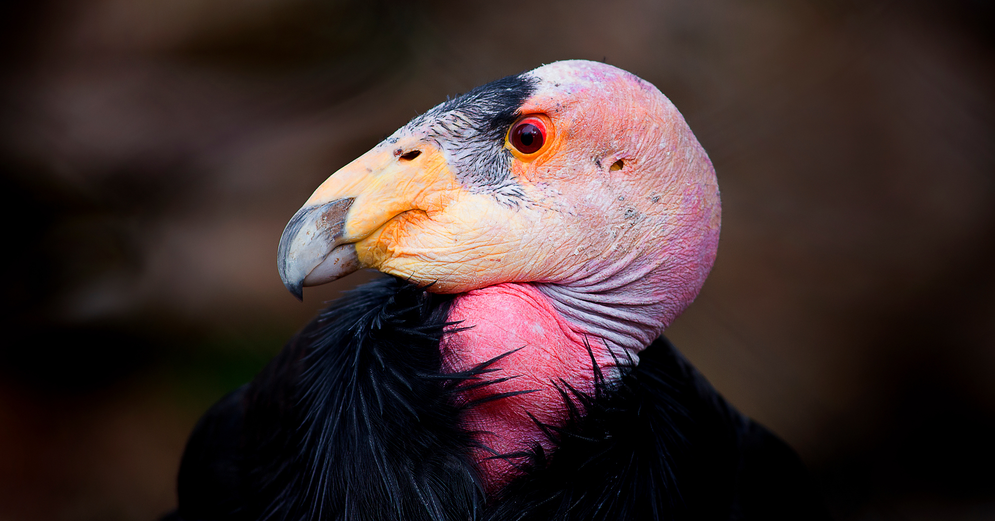 Adobe Stock James Michael Images california condor bird close up black pink orange purple