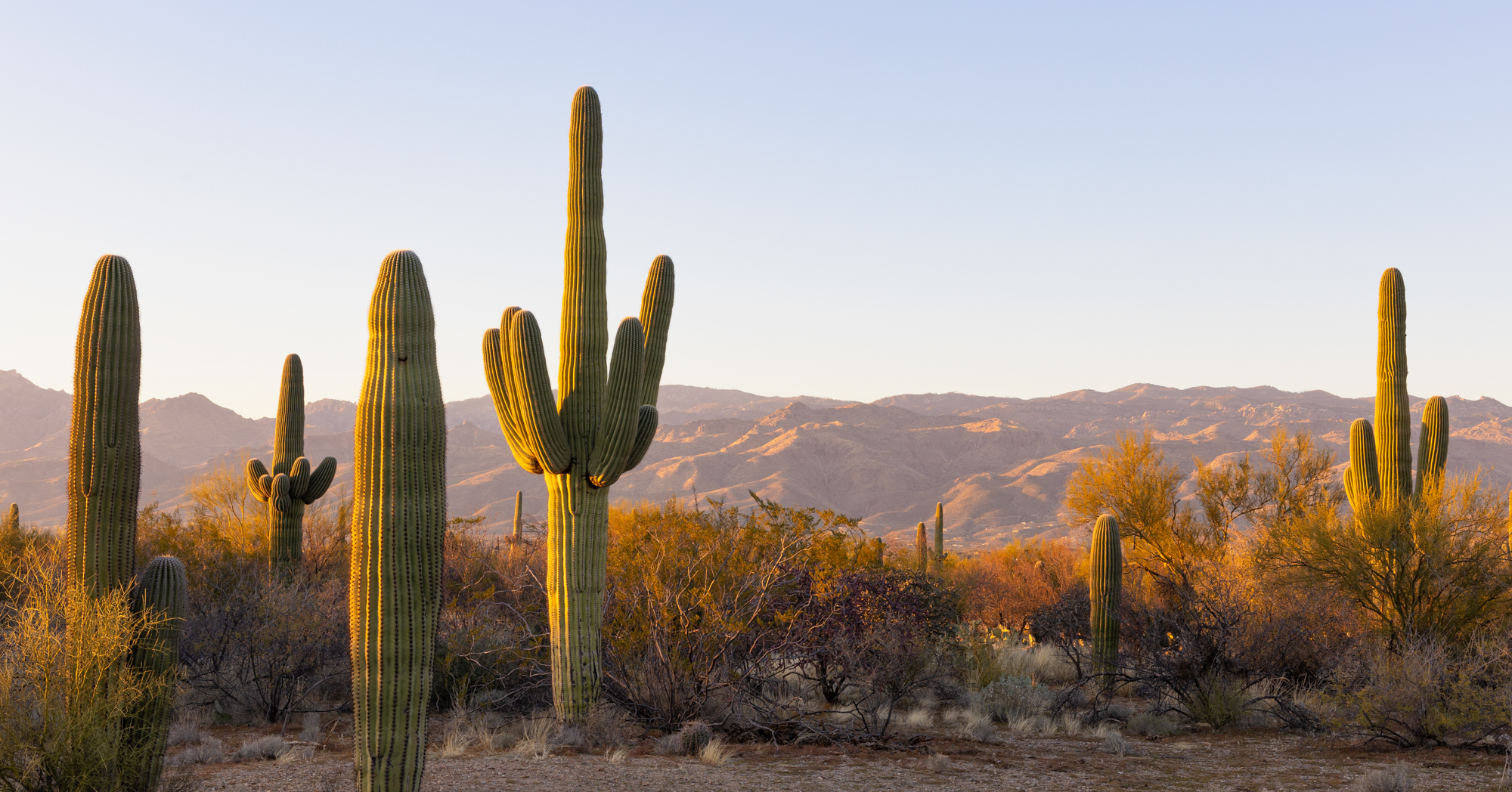 Adobe Stock James aguaro cactus sunset desert arizona mountains