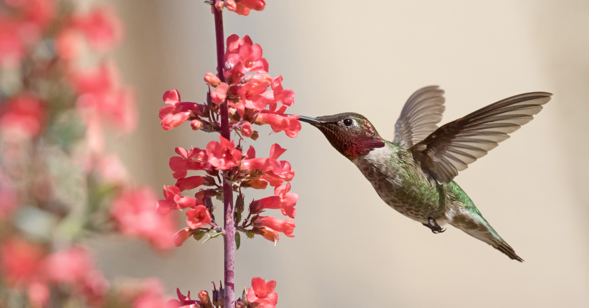 Adobe Stock Janice allens hummingbird red salvia flowers