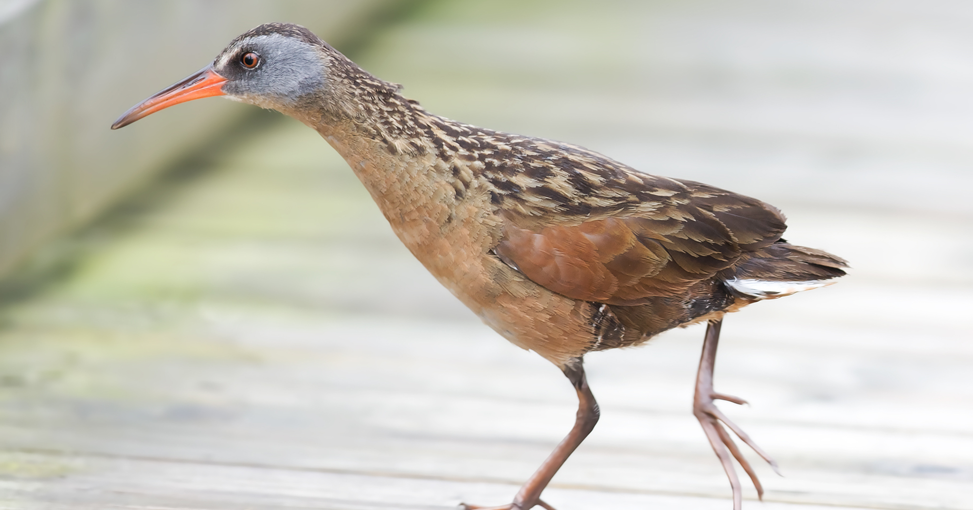 Adobe Stock JimCumming88 virginia rain rallus limicola walking bird brown