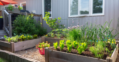 Adobe Stock Joanne Dale raised planter beds with vegetables and herbs near house patio