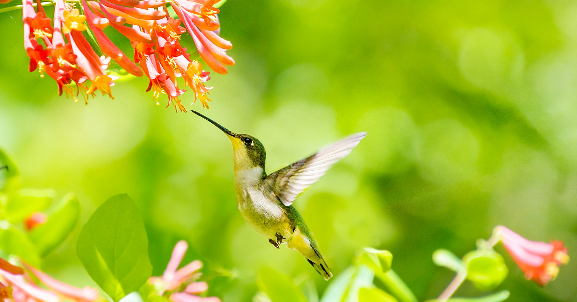 Adobe Stock KQ Ferris coral honeysuckle red pink flower ruby throated hummingbird