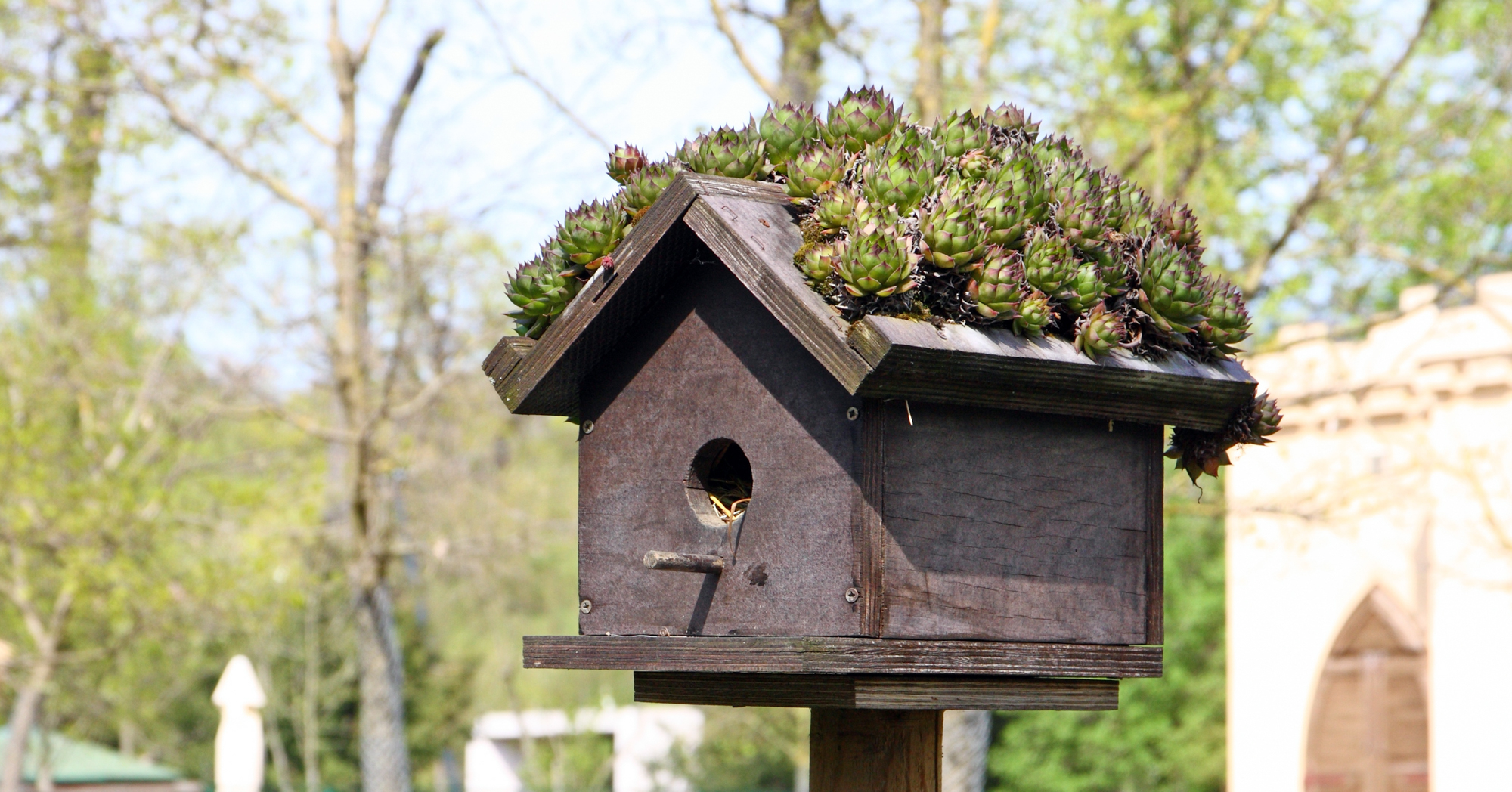 Adobe Stock Laufer wooden birdhouse with sempervivum succulent roof green