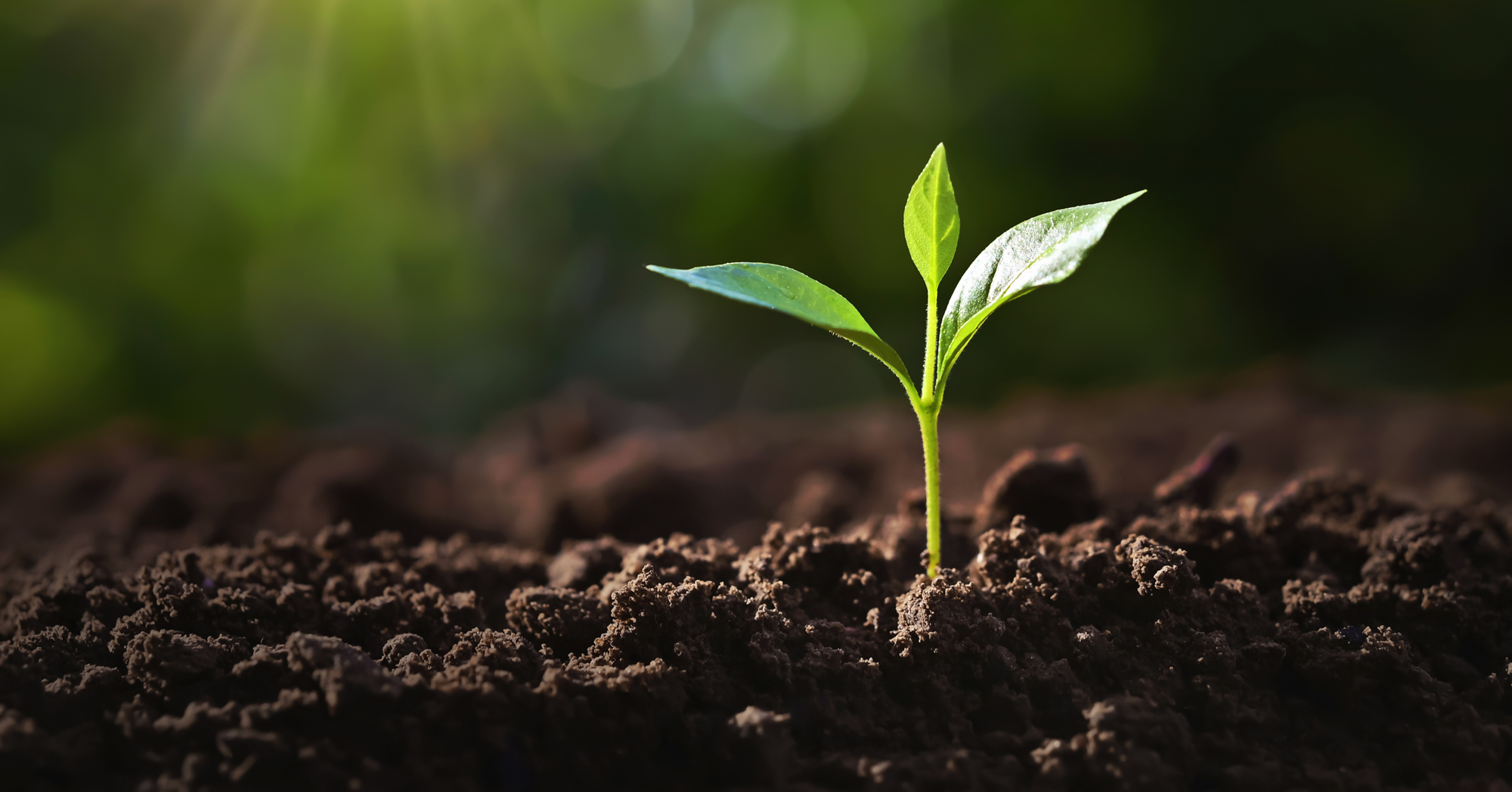 Adobe Stock Lovelyday12 small seedling in soil sprouting garden