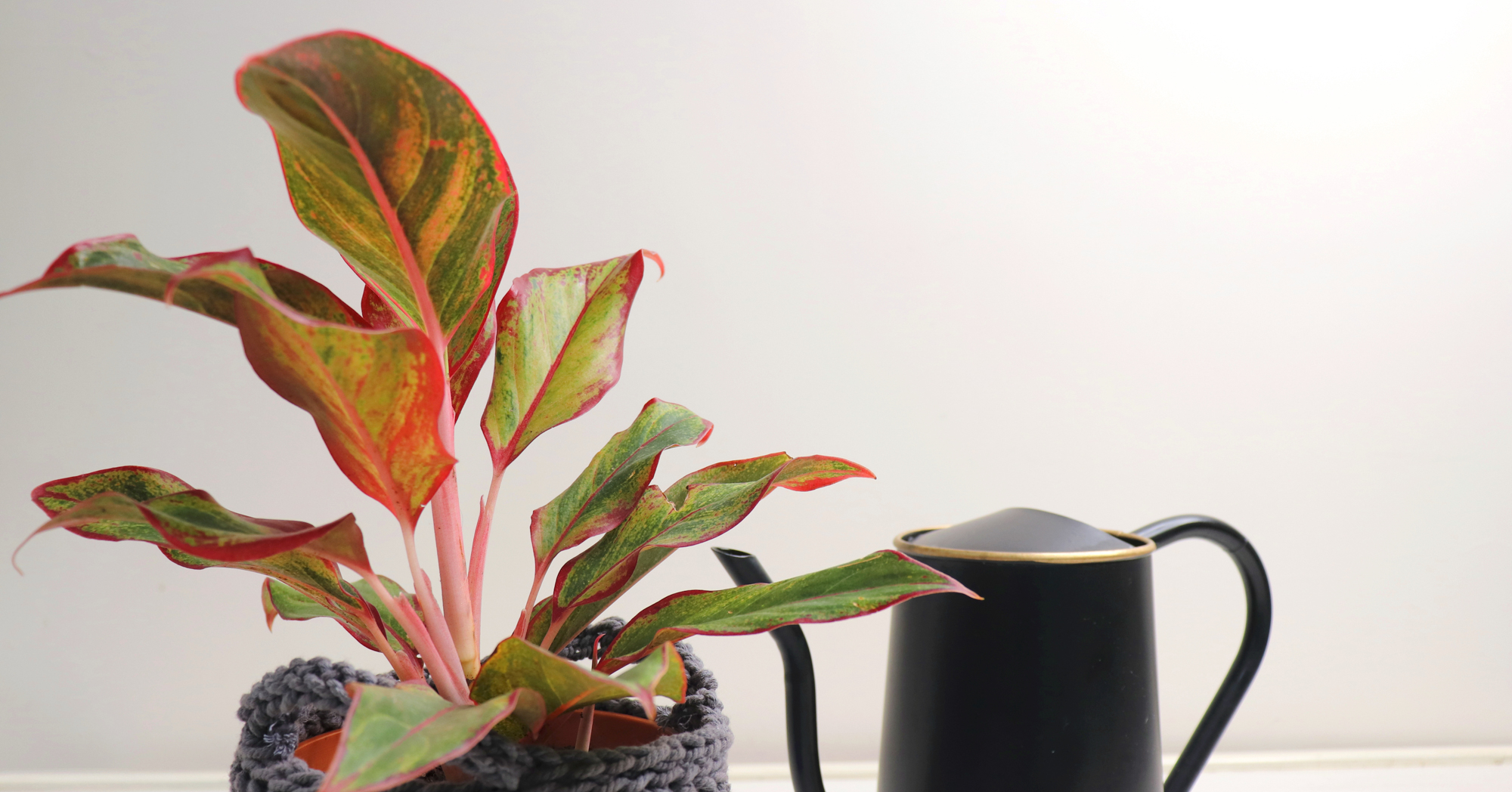 Adobe Stock Manaswi pink splash aglaonema indoor leaves green