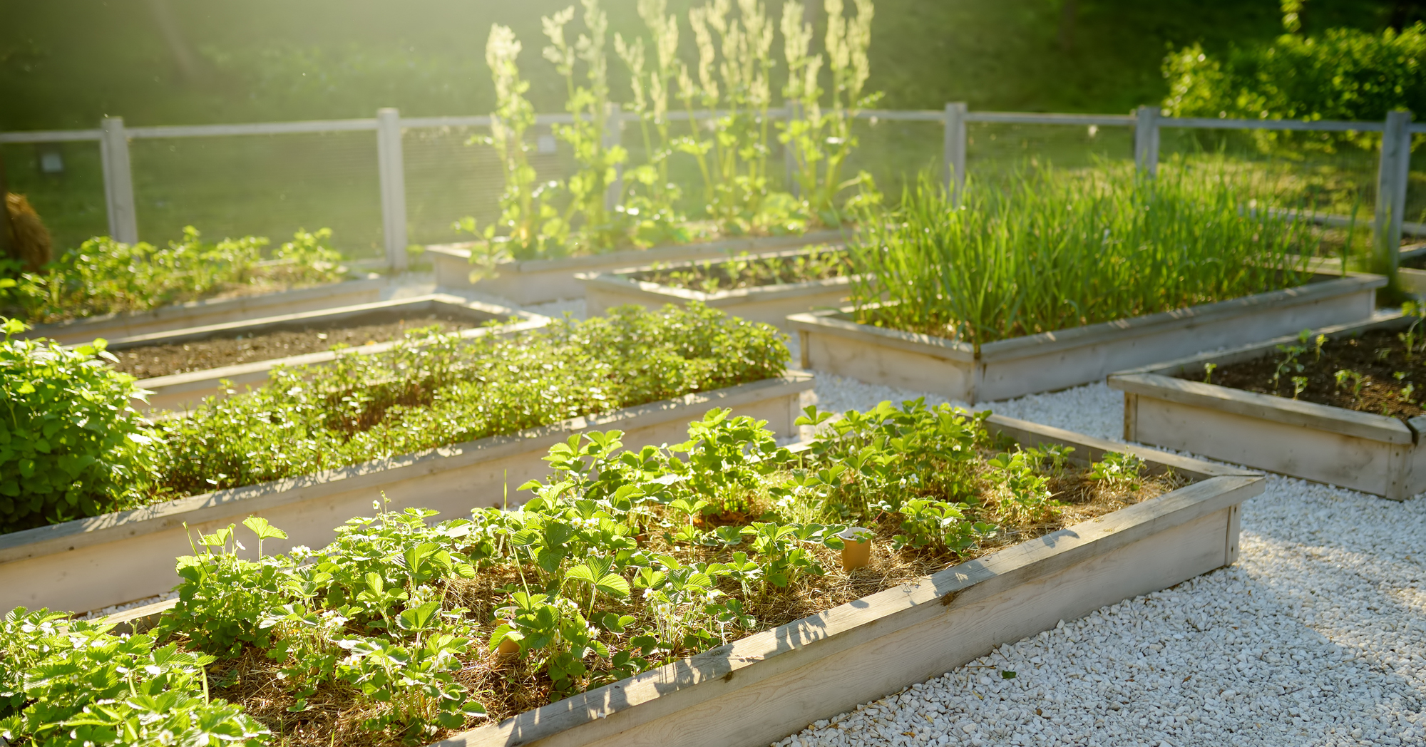 Adobe Stock Maria Sbytova community garden raised beds vegetables