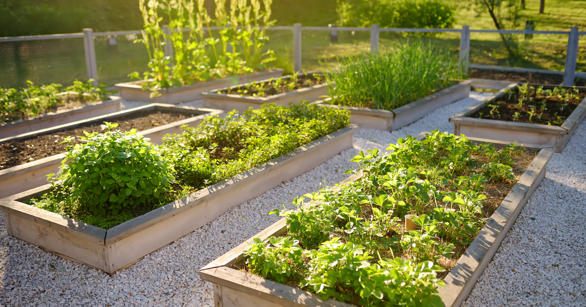 Adobe Stock Maria Sbytova raise garden beds community vegetables herbs