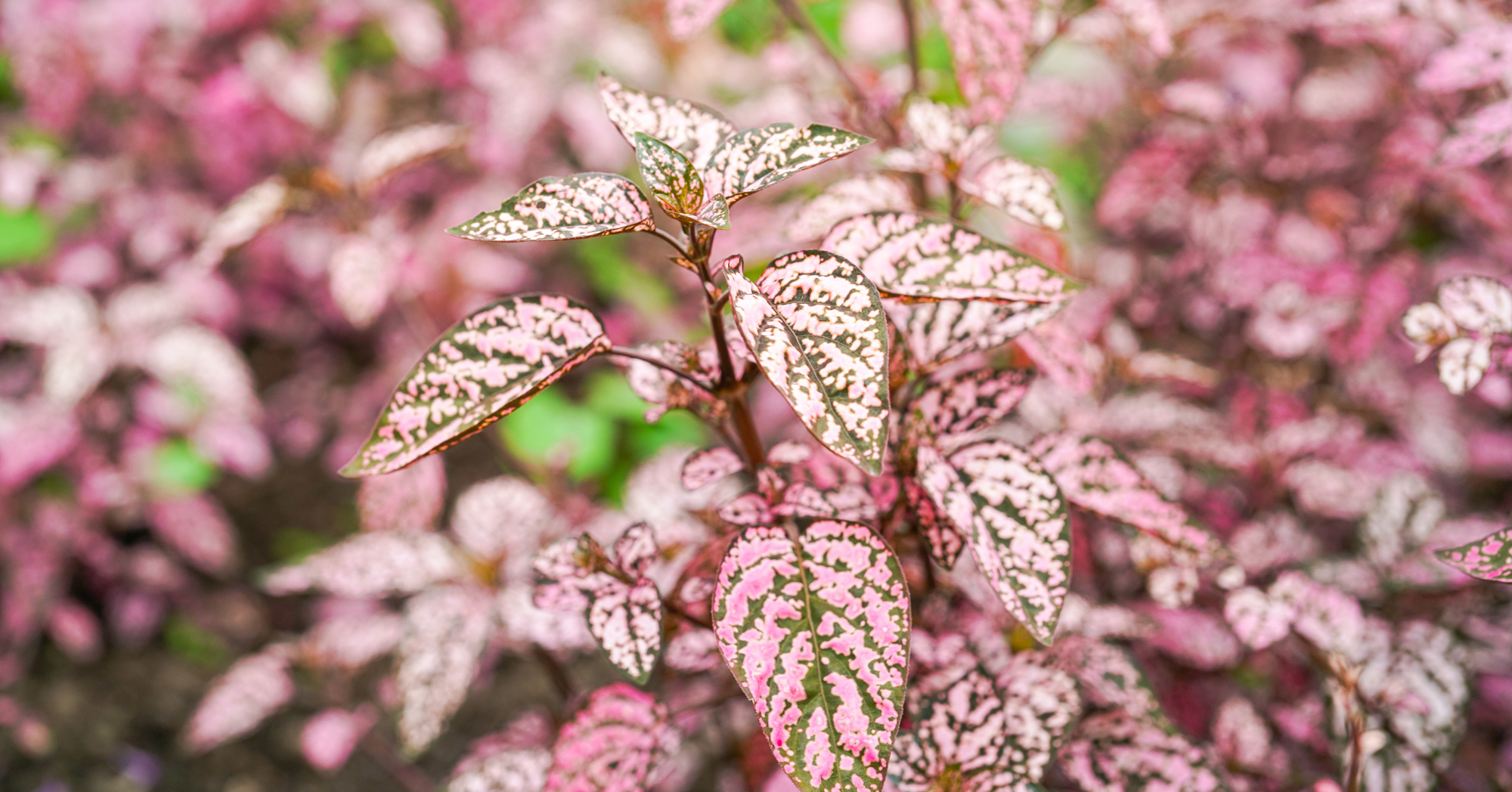 Adobe Stock Michael Nero hypoestes phyllostachya polka dot plant pink green leaves foliage