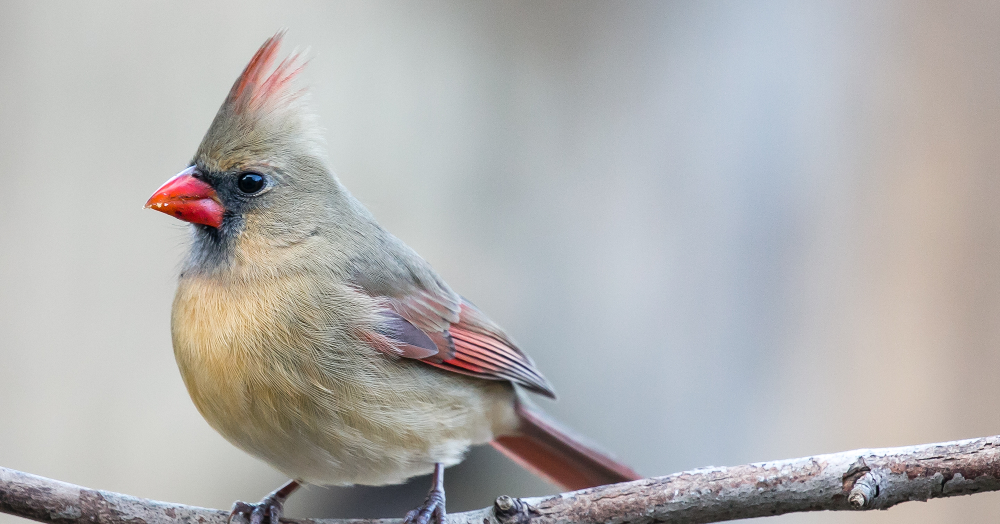 Adobe Stock Mtatman female cardinal on branch red bird