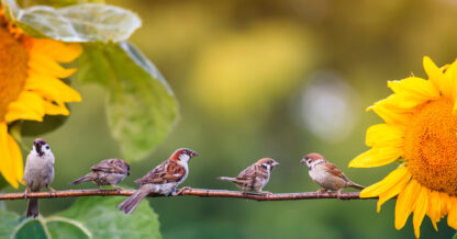 Adobe Stock Nataba sparrows birds yellow sunflowers