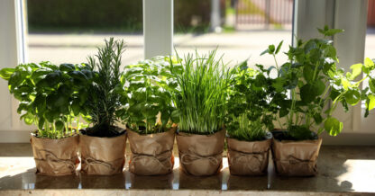 Adobe Stock New Africa aromatic potted herbs on windowsill indoor