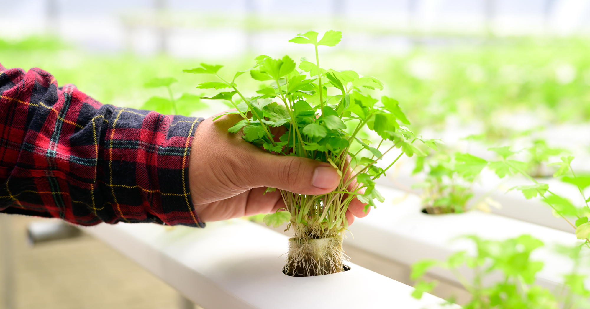 Adobe Stock Nungning20 hydroponic herbs greenhouse cilantro coriander