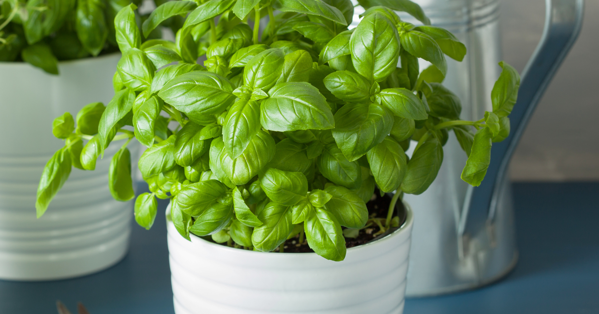 Adobe Stock Olga Miltsova fresh basil thyme herbs in white pots kitchen