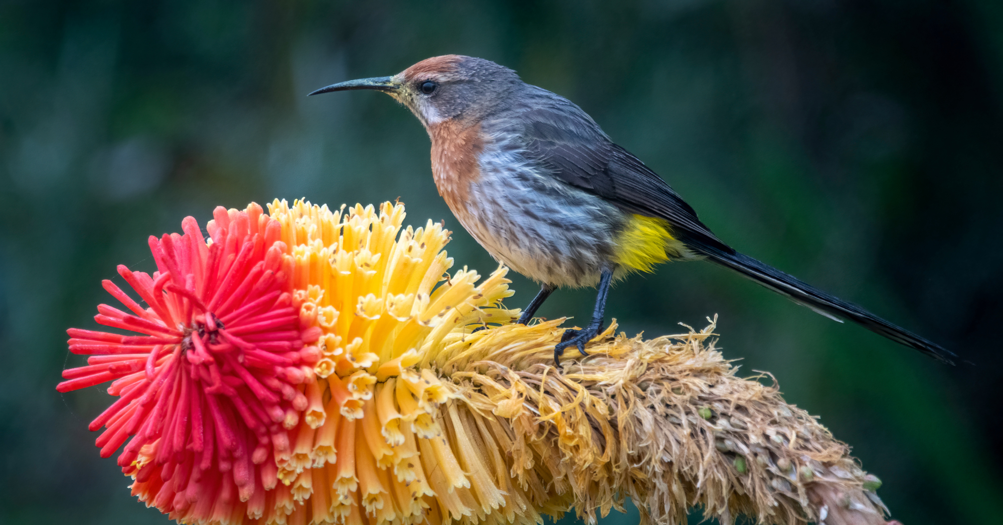 Adobe Stock PerErik sugarbird red hot poker flower