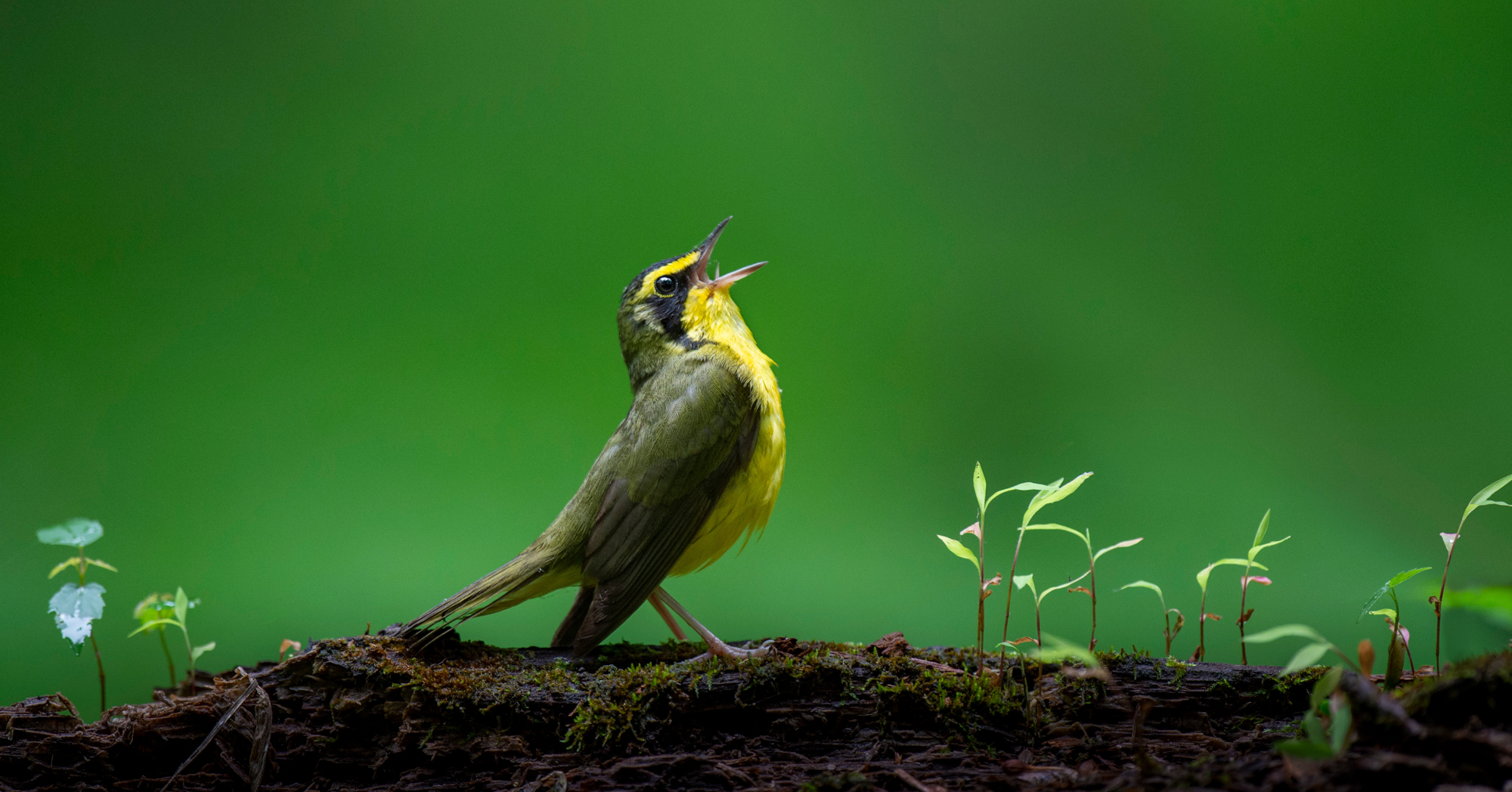 Adobe Stock Ray Hennessy kentucky warbler green yellow black bird small