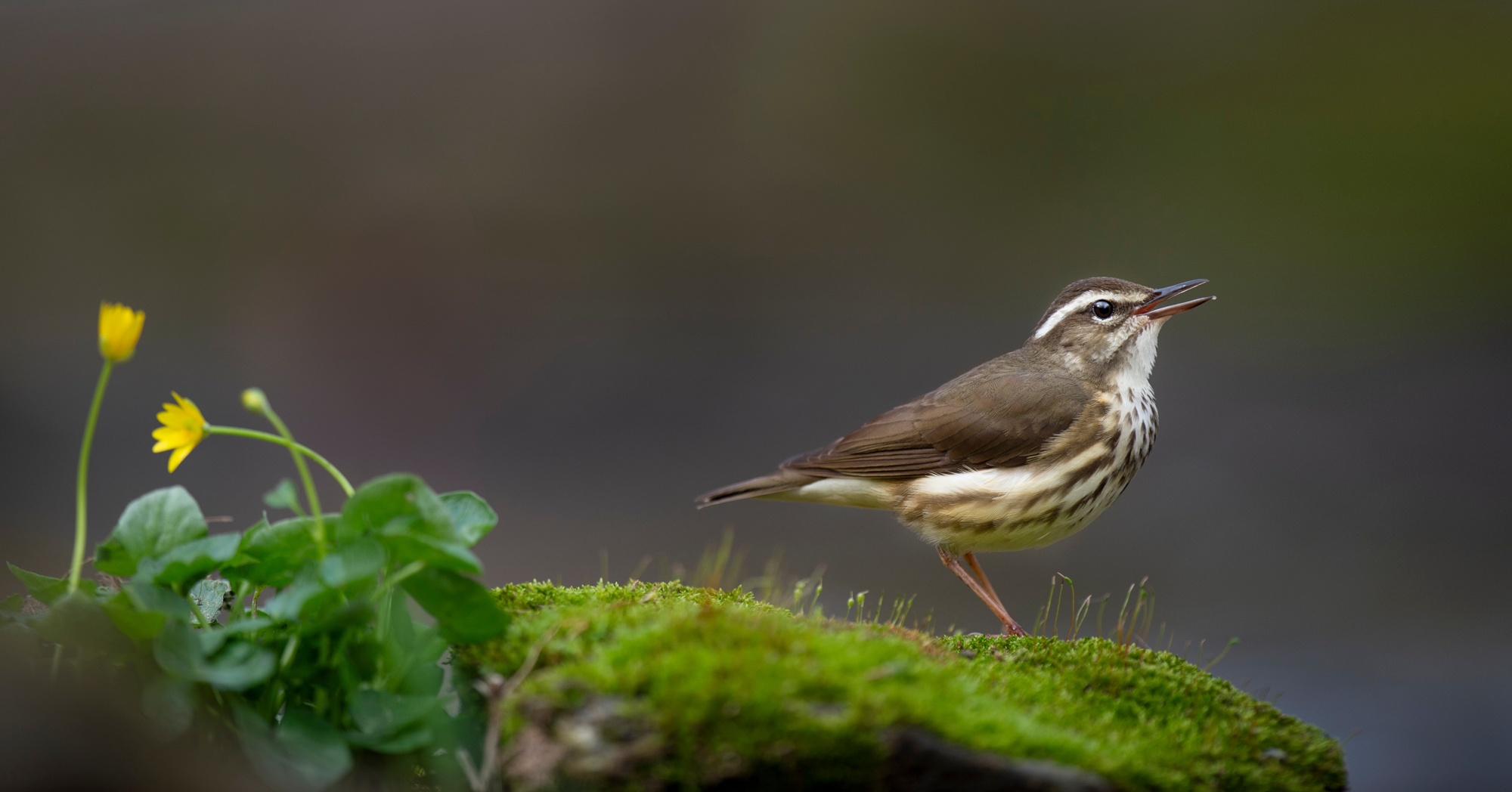 Adobe Stock Ray Hennessy louisiana waterthrush yellow flower moss bird small white brown