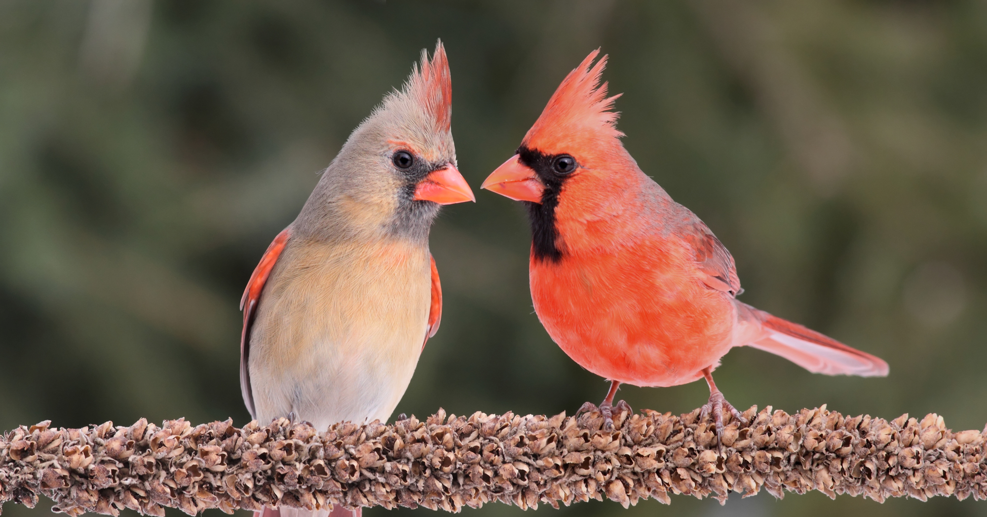 Adobe Stock Steve Byland pair of cardinals on branch red bird