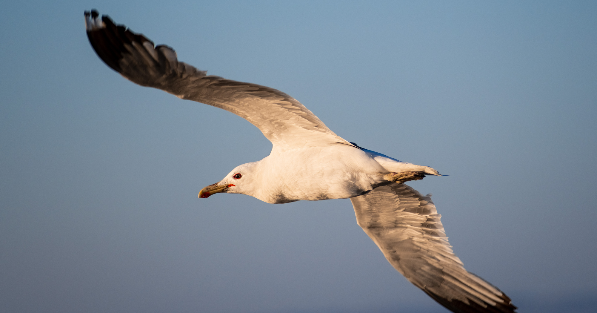 Adobe Stock Sundry Photography california gull white black bird