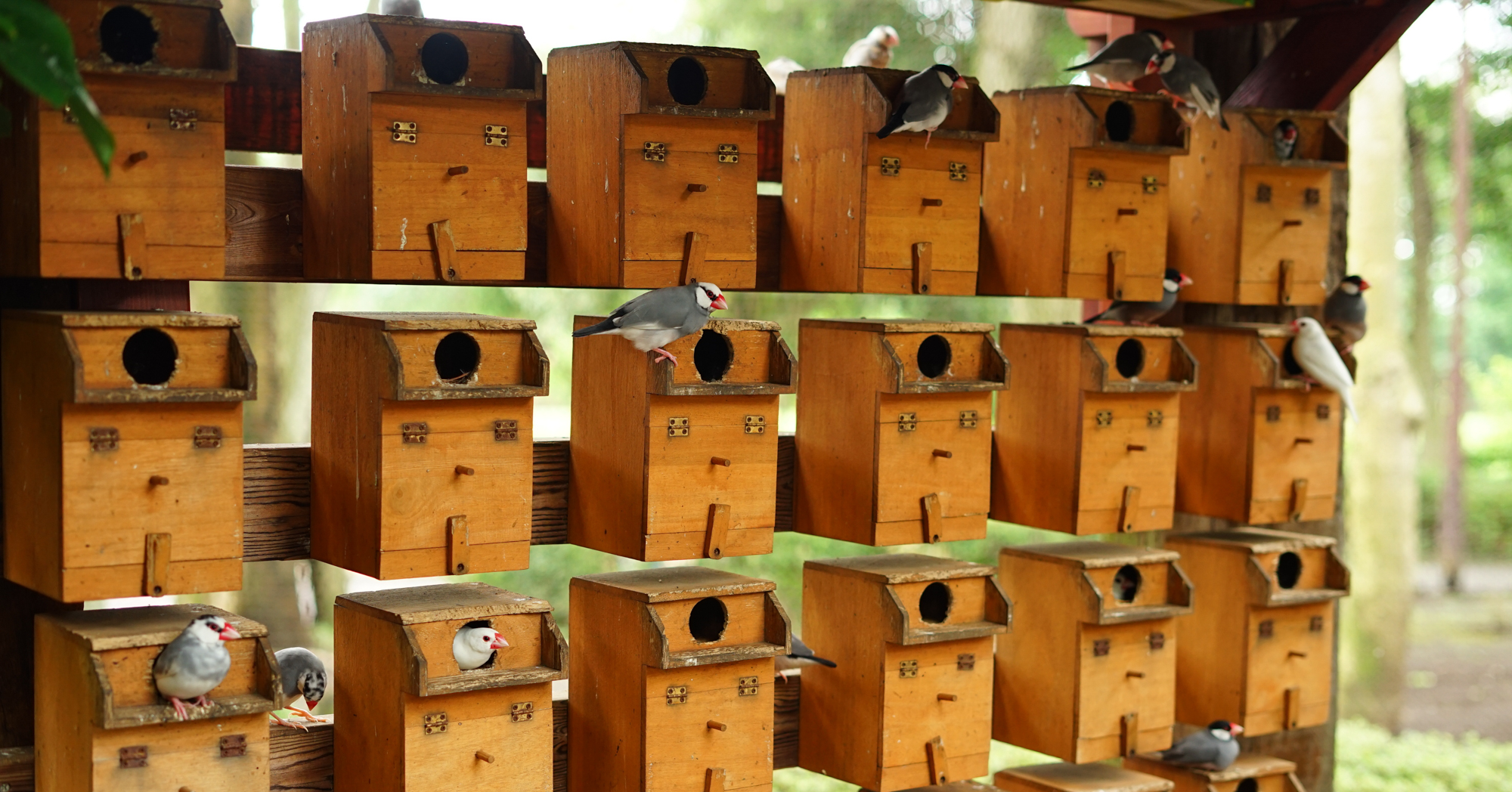 Adobe Stock Takahashi lots of birdhouses lined up with many birds in them