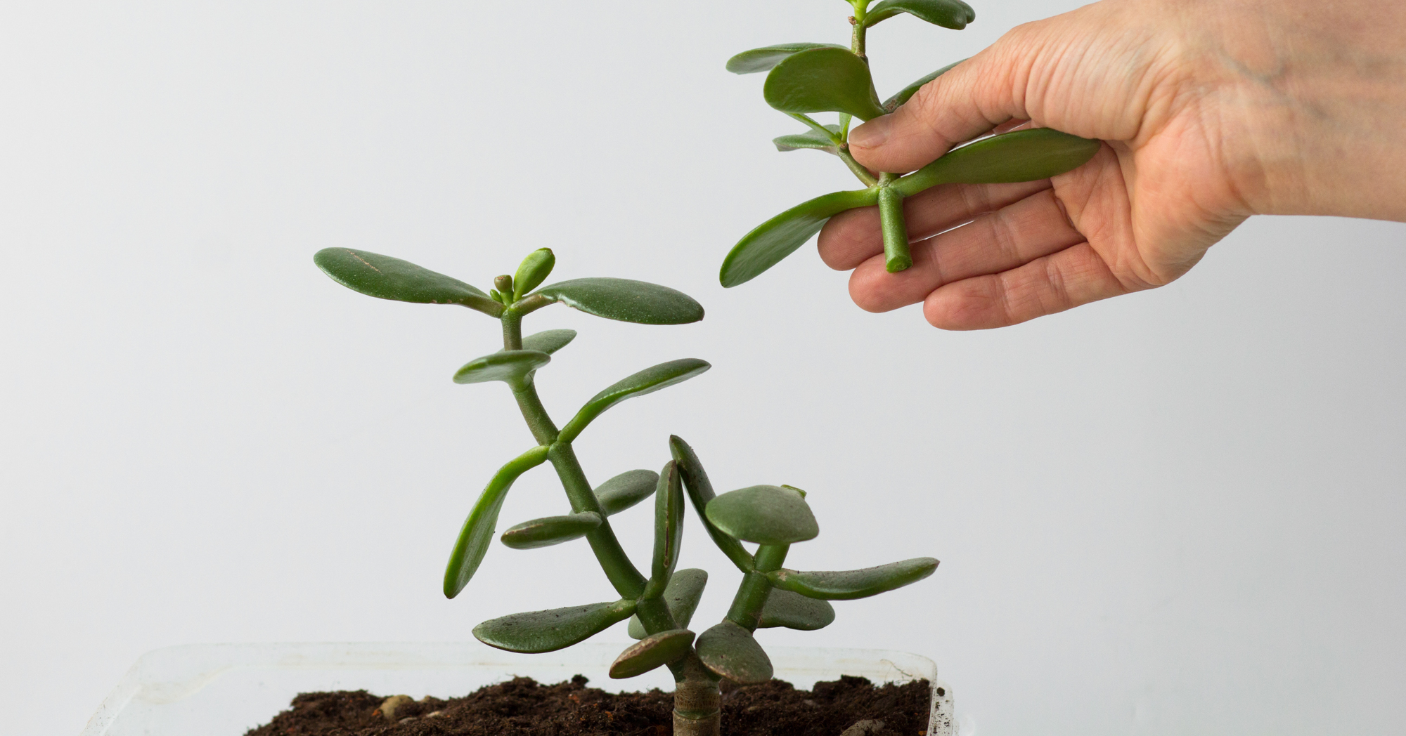 Adobe Stock Tatiana Foxy woman holding cutting of crassula ovata jade plant