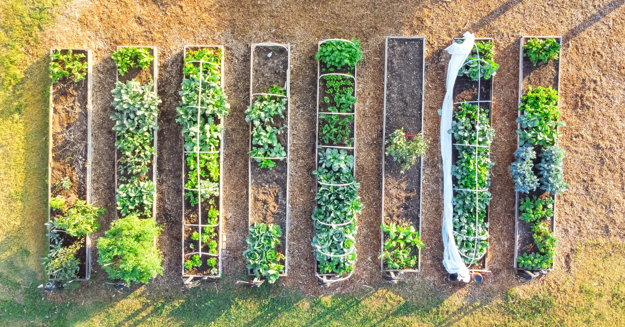 Adobe Stock Trongnguyen overhead aerial view of garden beds with cold frame vegetables