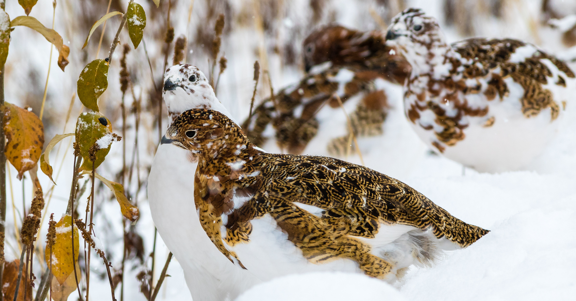 Adobe Stock Troutnut willow ptarmigan bird brown white gold