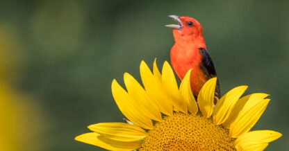 Adobe Stock William scarlet tanager bird on sunflower yellow