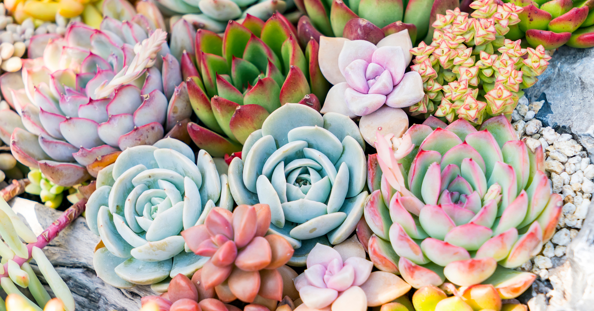 Adobe Stock Xiaoliangge colorful succulents close arrangement echeveria sedum crassula