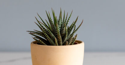 Unlimphotos Bilalphotos haworthiopsis fasciata zebra plant potted indoor