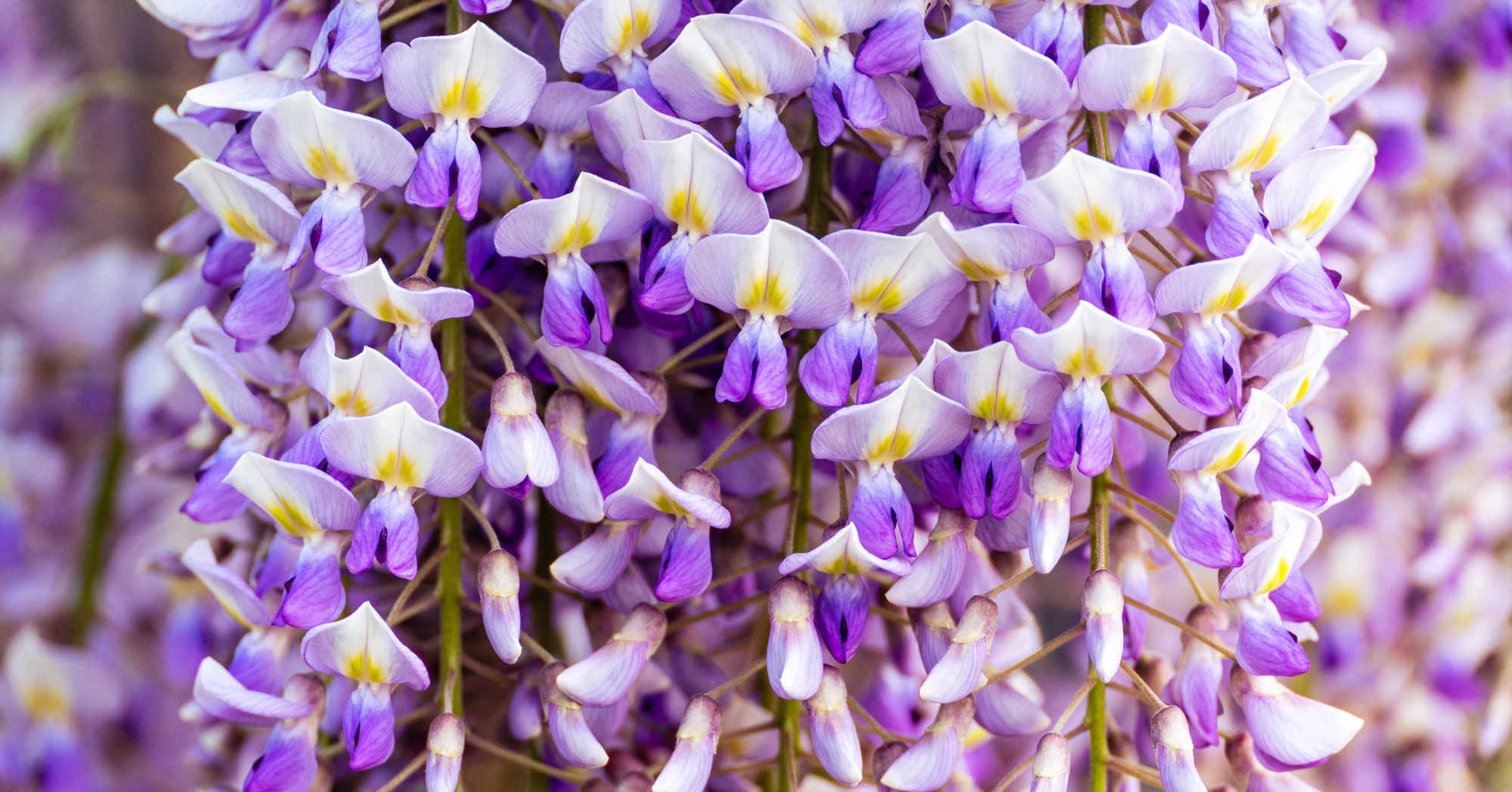 Unlimphotos Matiunina flowering blooming wisteria purple flowers close up