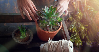 Unlimphotos YuriArcurs woman planting potting aeonium haworthia wood table