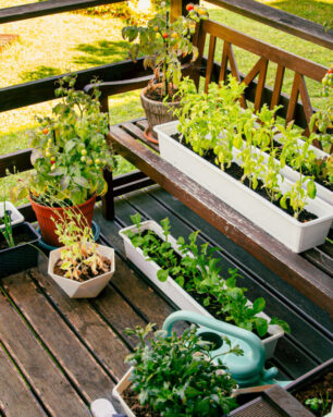 Various herbs and plants growing on home wood balcony in summer,