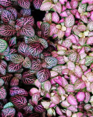 fittonia potted plant, colorful plants